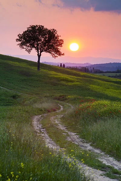 Track Leading to Tree at Sunset, Tuscany, Italy