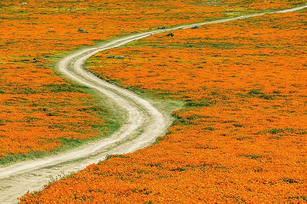 Track Through Super Bloom of California Poppies, Antelope Valley, California, USA