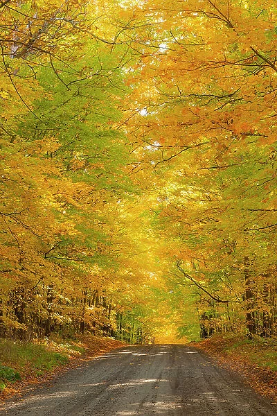 Track through woods near Peacham, Vermont, USA