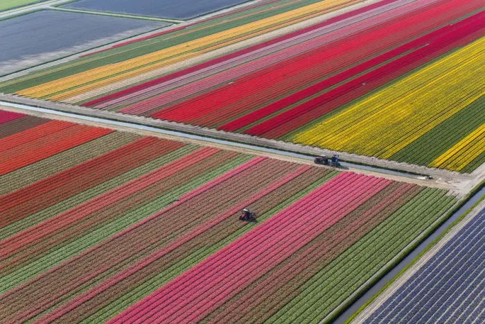 Framed Print : Tractor in tulip fields, North Holland, Netherlands Framed Print : Tractor in tulip fields, North Holland, Netherlands
