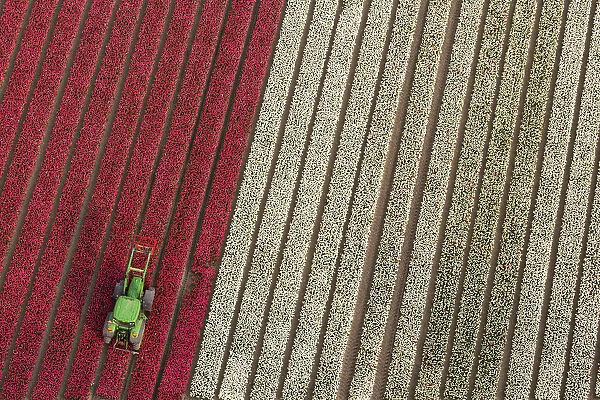 Tractor in tulip fields, North Holland, Netherlands
