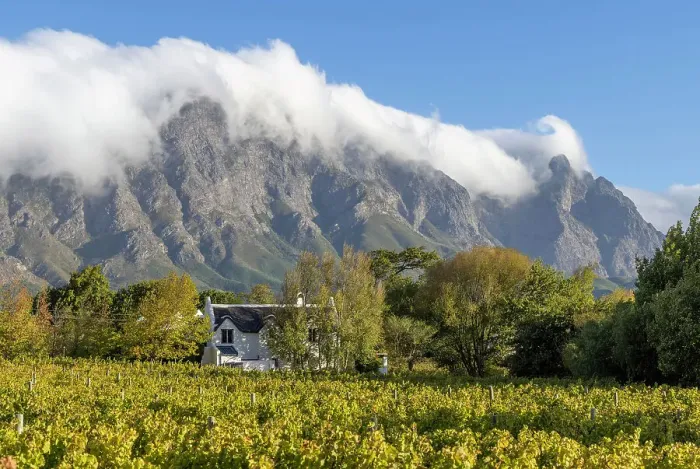 Framed Print : Traditional Cape Dutch house surrounded by vines, Franschhoek, Western Cape, South Africa