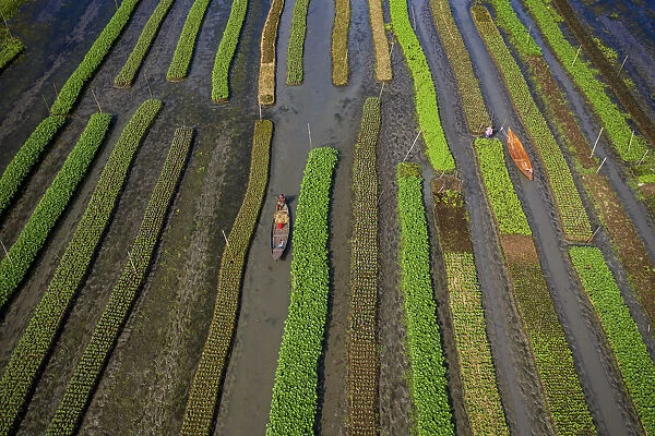 Traditional floating vegetable garden, Pirojpur, Barisal, Bangladesh