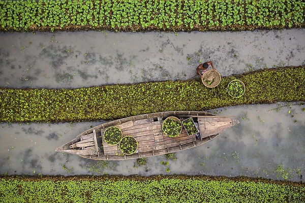 Traditional floating vegetable garden, Pirojpur, Barisal, Bangladesh