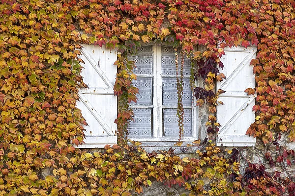A traditional french window surrounded by ivy in the autumn, Carennac, Lot, Occitanie, France