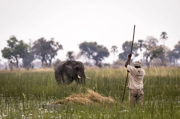 A traditional Mokoro poler travelling through reeds with an Elephant in the background