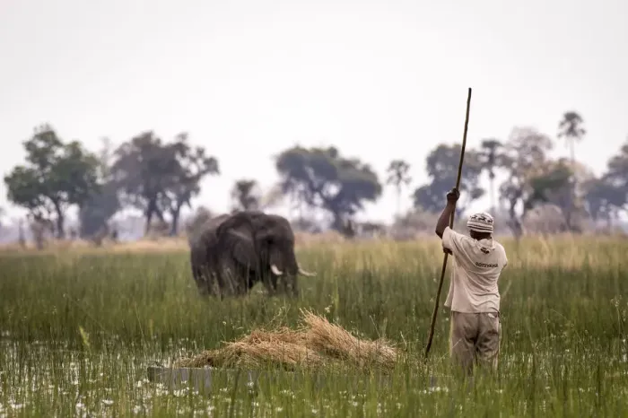 Framed Print : A traditional Mokoro poler travelling through reeds with an Elephant in the background Framed Print : A traditional Mokoro poler travelling through reeds with an Elephant in the background