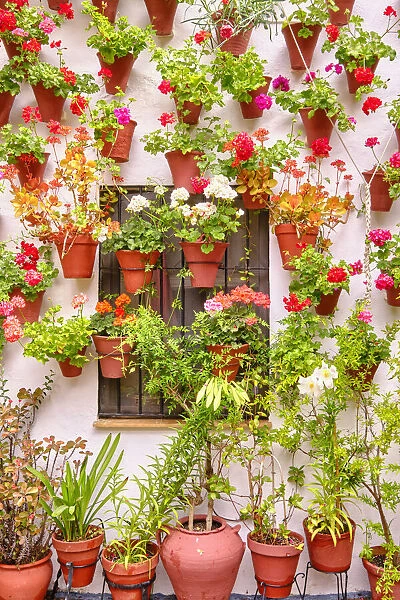 A traditional Patio of Cordoba, a courtyard full of flowers and freshness. Casa-Patio 'El Langosta'. San Basilio. Andalucia, Spain