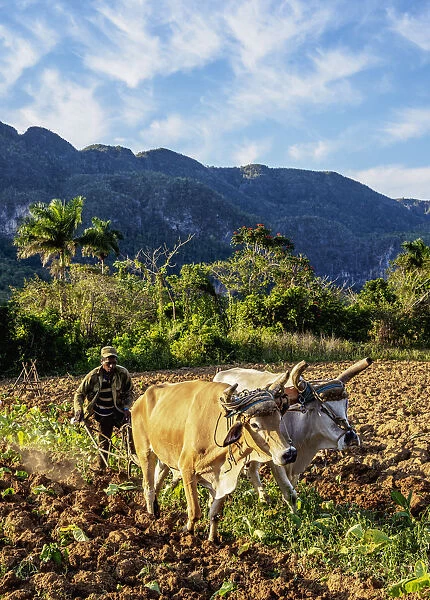Traditional Plowing at Vinales Valley, UNESCO World Heritage Site, Pinar del Rio Province