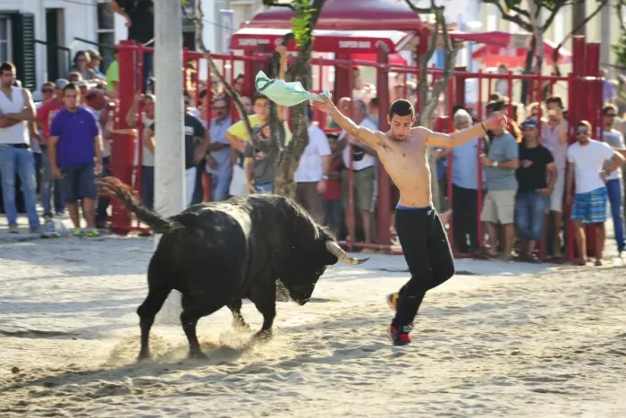 Framed Print : Traditional running of wild bulls during the Barrete Verde (Green Cap) festivities