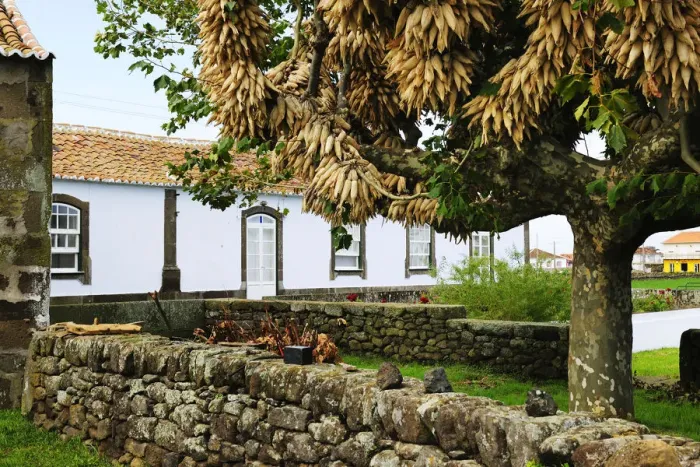 Framed Print : Traditional rural house with maize on a tree in Sao Bras. Terceira, Azores islands