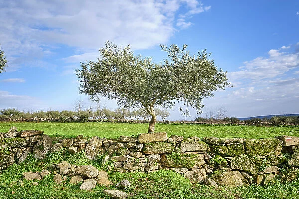 Traditional stone wall at Vila Cha da Braciosa with olive tree. Miranda do Douro, Tras-os-Montes. Portugal