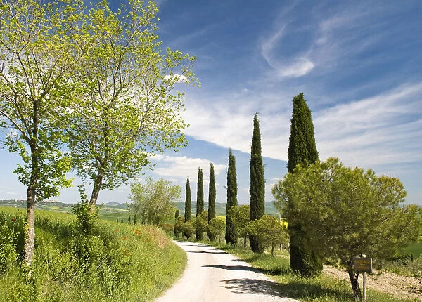 Traditional Tuscan landscape, near San Quirico, Valle de Orcia, Tuscany, Italy