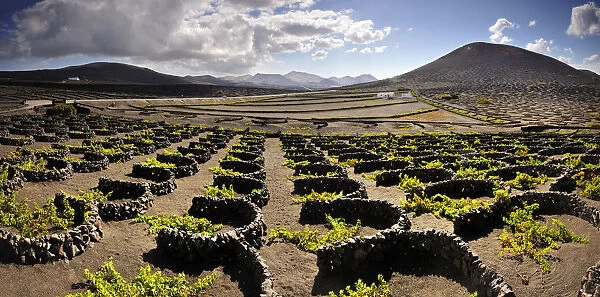 Traditional vineyards in La Geria where the wines are produced in a volcanic ash soil