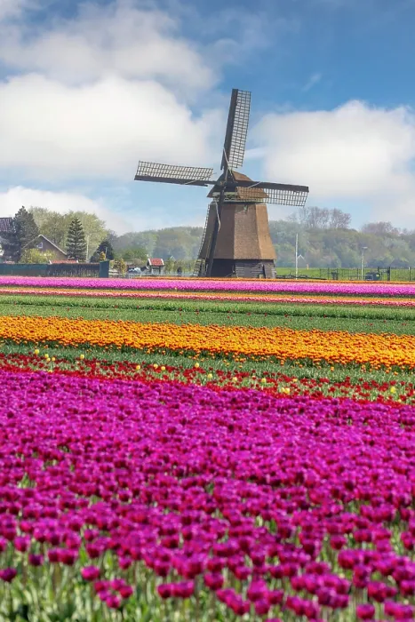 Framed Print : A traditional windmill & tulip field, North Holland, Netherlands Framed Print : A traditional windmill & tulip field, North Holland, Netherlands