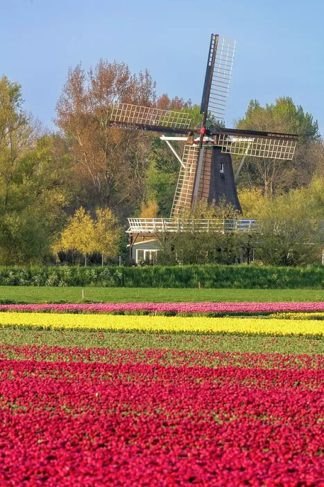 Framed Print : A traditional windmill & tulip field, North Holland, Netherlands Framed Print : A traditional windmill & tulip field, North Holland, Netherlands