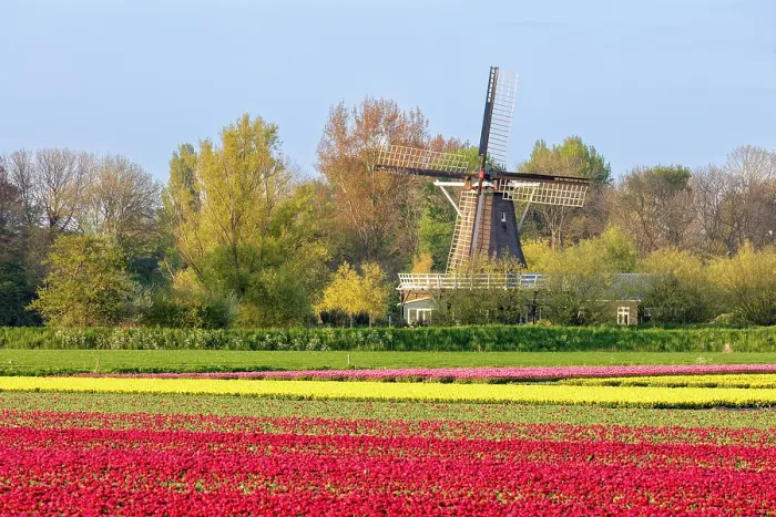 Framed Print : A traditional windmill & tulip field, North Holland, Netherlands Framed Print : A traditional windmill & tulip field, North Holland, Netherlands