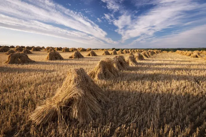 Framed Print : Traditionally harvested straw stooks, Coldridge, Devon, England Framed Print : Traditionally harvested straw stooks, Coldridge, Devon, England