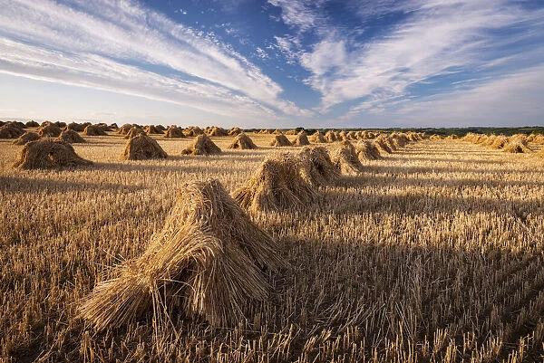 Traditionally harvested straw stooks, Coldridge, Devon, England