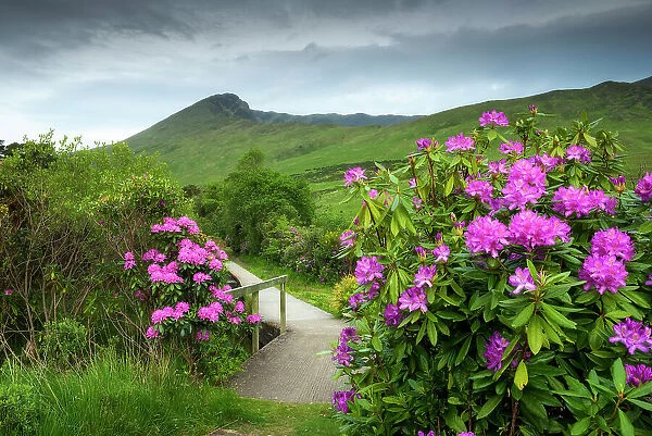Trail with flowering Rhododendron shrubs along the Erriff River, Connemara, Connemara Loop, Co Galway, Ireland, Europe