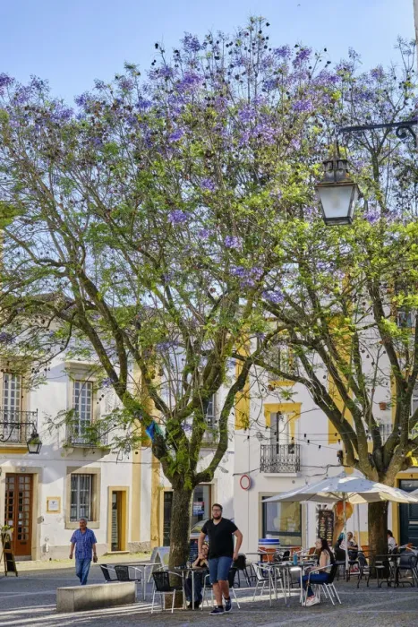 Framed Print : Tranquil little square in the old town of Evora with jacaranda trees Framed Print : Tranquil little square in the old town of Evora with jacaranda trees