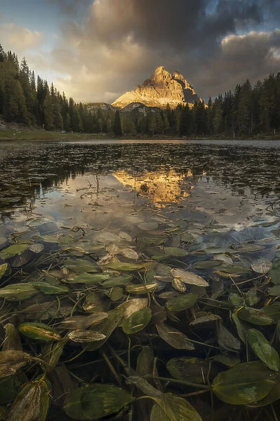 The Tre Cime di Lavaredo reflecting in the Antorno lake during an early autumn sunset, with some algies in the foreground. Dolomites, Italy