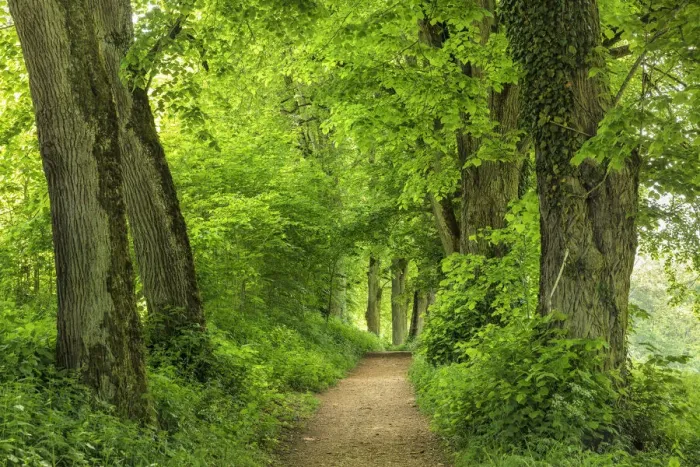 Framed Print : Tree alley, Danube Valley, Swabian Jura, Baden-Wurttemberg, Germany Framed Print : Tree alley, Danube Valley, Swabian Jura, Baden-Wurttemberg, Germany