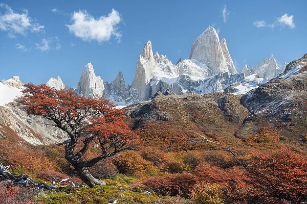Tree and autumn scenery with Fitz Roy range in the background