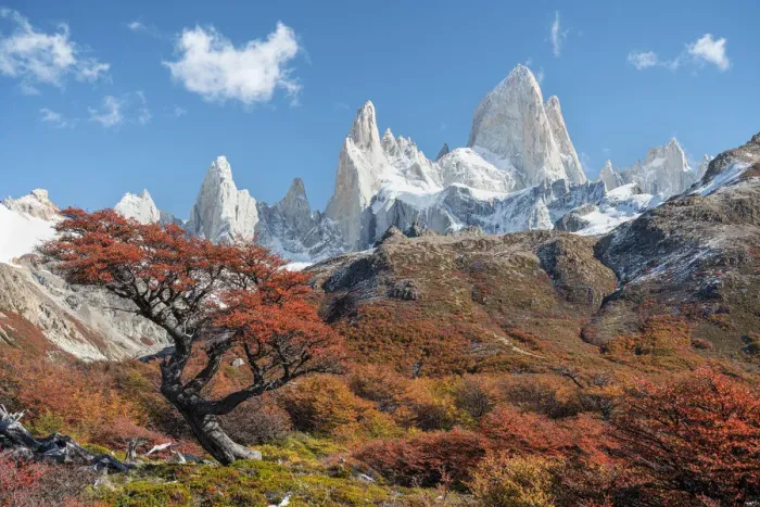 Framed Print : Tree and autumn scenery with Fitz Roy range in the background Framed Print : Tree and autumn scenery with Fitz Roy range in the background