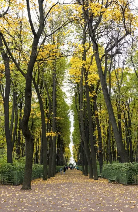 Framed Print : Tree avenues of the Summer Garden (Letniy sad) in autumn, Saint Petersburg, Russia Framed Print : Tree avenues of the Summer Garden (Letniy sad) in autumn, Saint Petersburg, Russia