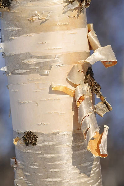 Tree bark of a birch, Finnmark, Finland
