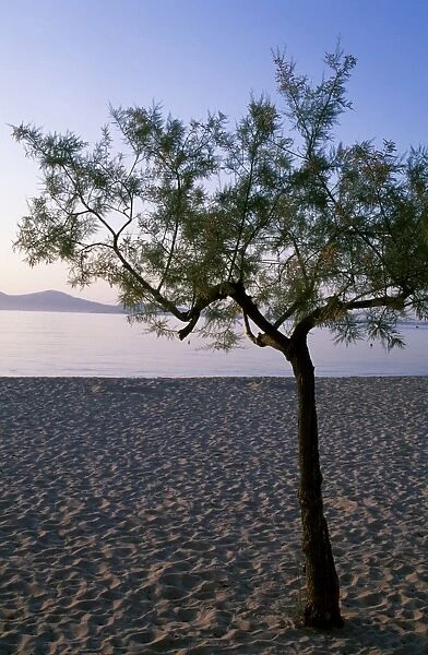 A tree on the beach at dawn at Port de Pollenca