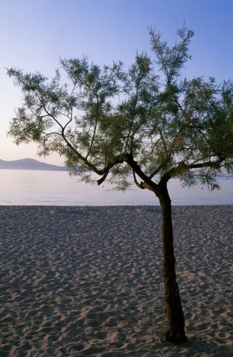 Framed Print : A tree on the beach at dawn at Port de Pollenca Framed Print : A tree on the beach at dawn at Port de Pollenca