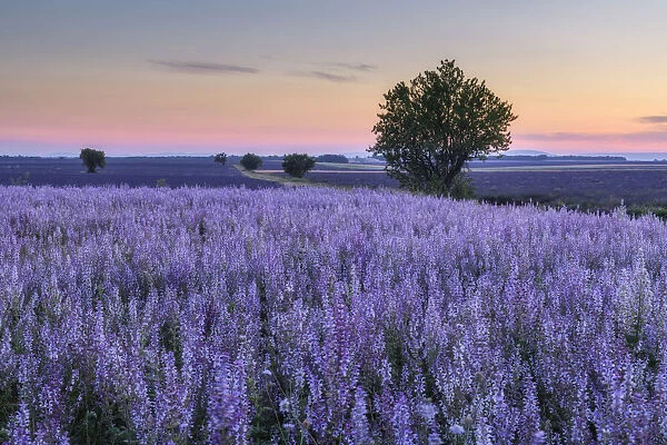 Tree in blooming muscatel sage field, (Salvia sclarea) at dawn, Valensole, Plateau de Valensole, Alpes-de-Haute-Provence, Provence-Alpes-Cote d'Azur, Provence, Southern France, France