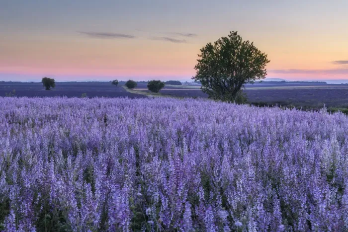 Framed Print : Tree in blooming muscatel sage field, (Salvia sclarea) at dawn, Valensole, Plateau de Valensole, Alpes-de-Haute-Provence, Provence-Alpes-Cote d'Azur, Provence, Southern France, France Framed Print : Tree in blooming muscatel sage field, (Salvia sclarea) at dawn, Valensole, Plateau de Valensole, Alpes-de-Haute-Provence, Provence-Alpes-Cote d'Azur, Provence, Southern France, France