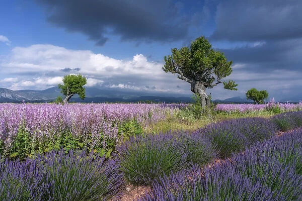 Tree in blooming muscatel sage and lavendar field, (Salvia sclarea), Valensole, Plateau de Valensole, Alpes-de-Haute-Provence, Provence-Alpes-Cote d'Azur, Provence, Southern France, France