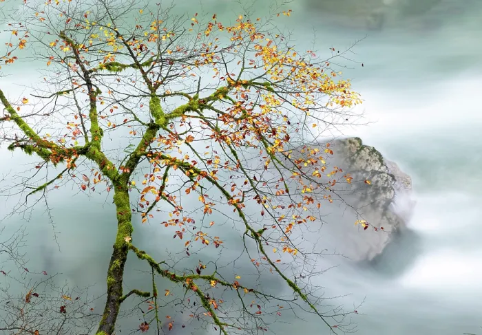 Framed Print : Tree branch overhanging the Radovna River in Autumn, Vintgar Gorge, near Bled, Slovenia Framed Print : Tree branch overhanging the Radovna River in Autumn, Vintgar Gorge, near Bled, Slovenia
