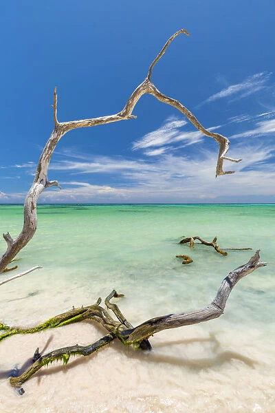 Tree branches on the tropical beach of Cayo Jutias, Pinar del Rio Province, Cuba