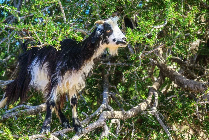 Framed Print : Tree-climbing goats in Morocco's argan forest, Essaouira, , Morocco Framed Print : Tree-climbing goats in Morocco's argan forest, Essaouira, , Morocco