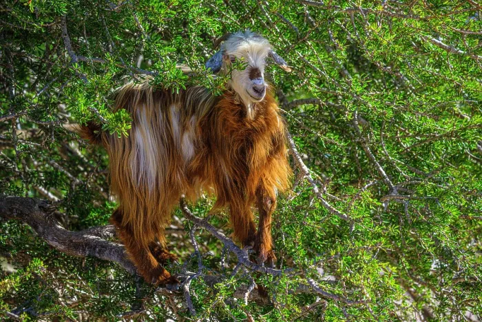 Framed Print : Tree-climbing goats in Morocco's argan forest, Essaouira, , Morocco Framed Print : Tree-climbing goats in Morocco's argan forest, Essaouira, , Morocco