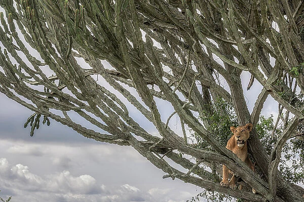 Tree climbing lion in Queen Elizabeth national park, Uganda