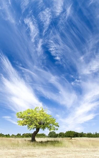 Tree and clouds, Provence, France