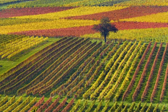 Framed Print : Tree in colorful vineyards in autumn, Landau, Southern Wine route, South Palatine, Rhineland-Palatine, Germany Framed Print : Tree in colorful vineyards in autumn, Landau, Southern Wine route, South Palatine, Rhineland-Palatine, Germany