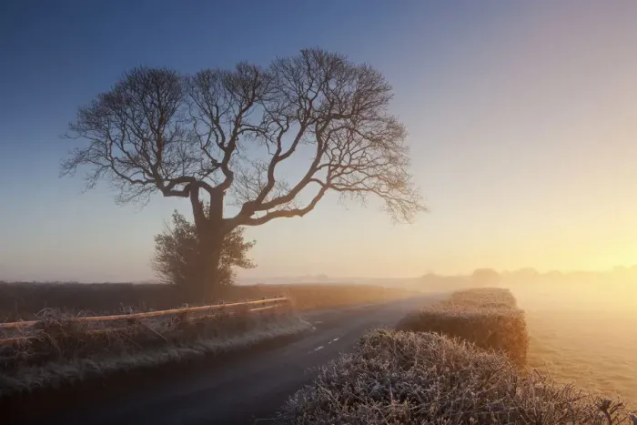 Framed Print : Tree and country lane on a misty morning at sunrise, Chudleigh, Devon, England. Winter Framed Print : Tree and country lane on a misty morning at sunrise, Chudleigh, Devon, England. Winter