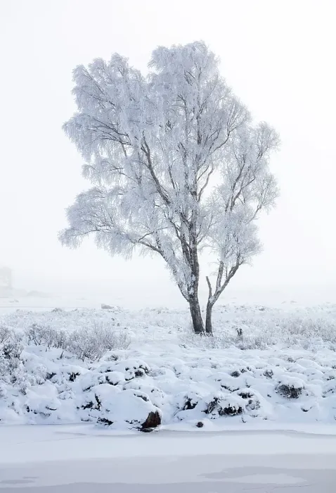 Framed Print : Tree covered in hoar frost, Rannoch Moor, Highand, Scotland Framed Print : Tree covered in hoar frost, Rannoch Moor, Highand, Scotland