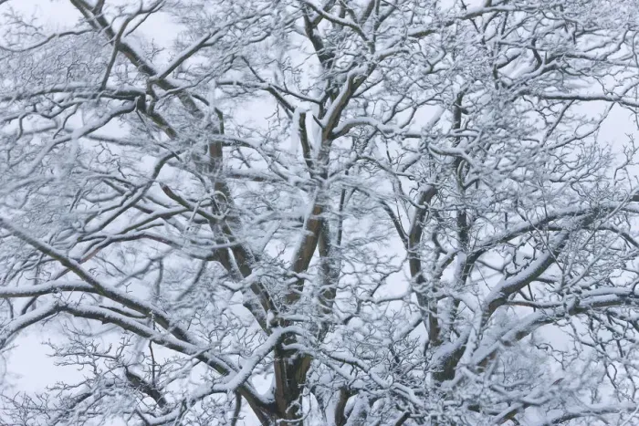 Framed Print : Tree covered in snow, Gloucestershire, UK