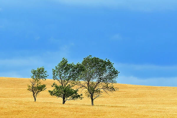 Three tree and crop with stormy sky Ernhold Saskatchewan, Canada