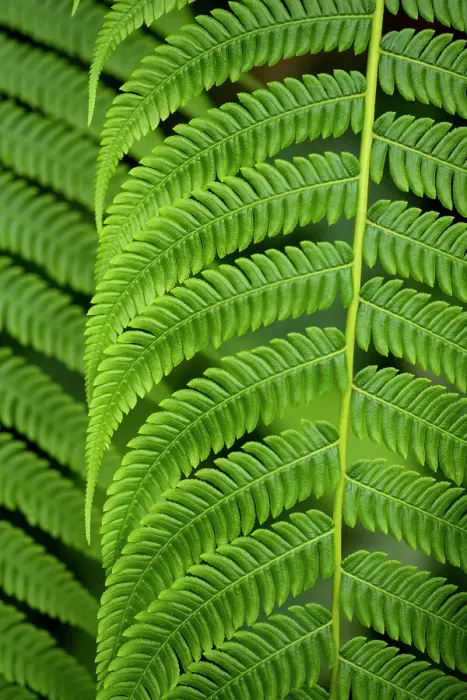 Framed Print : Tree Fern, Napo Province, Ecuador