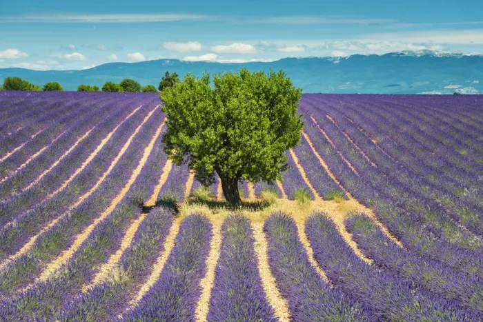 Framed Print : Tree in Field of Lavender, Provence, France Framed Print : Tree in Field of Lavender, Provence, France