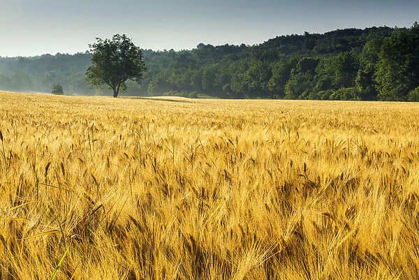 Tree in Field of Wheat, Provence, France